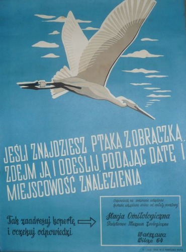 Stacja Ornitologicza-Jeśli znajdziesz ptaka z obrączką,1947